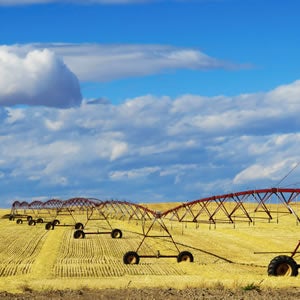 Pivot in golden field under blue sky